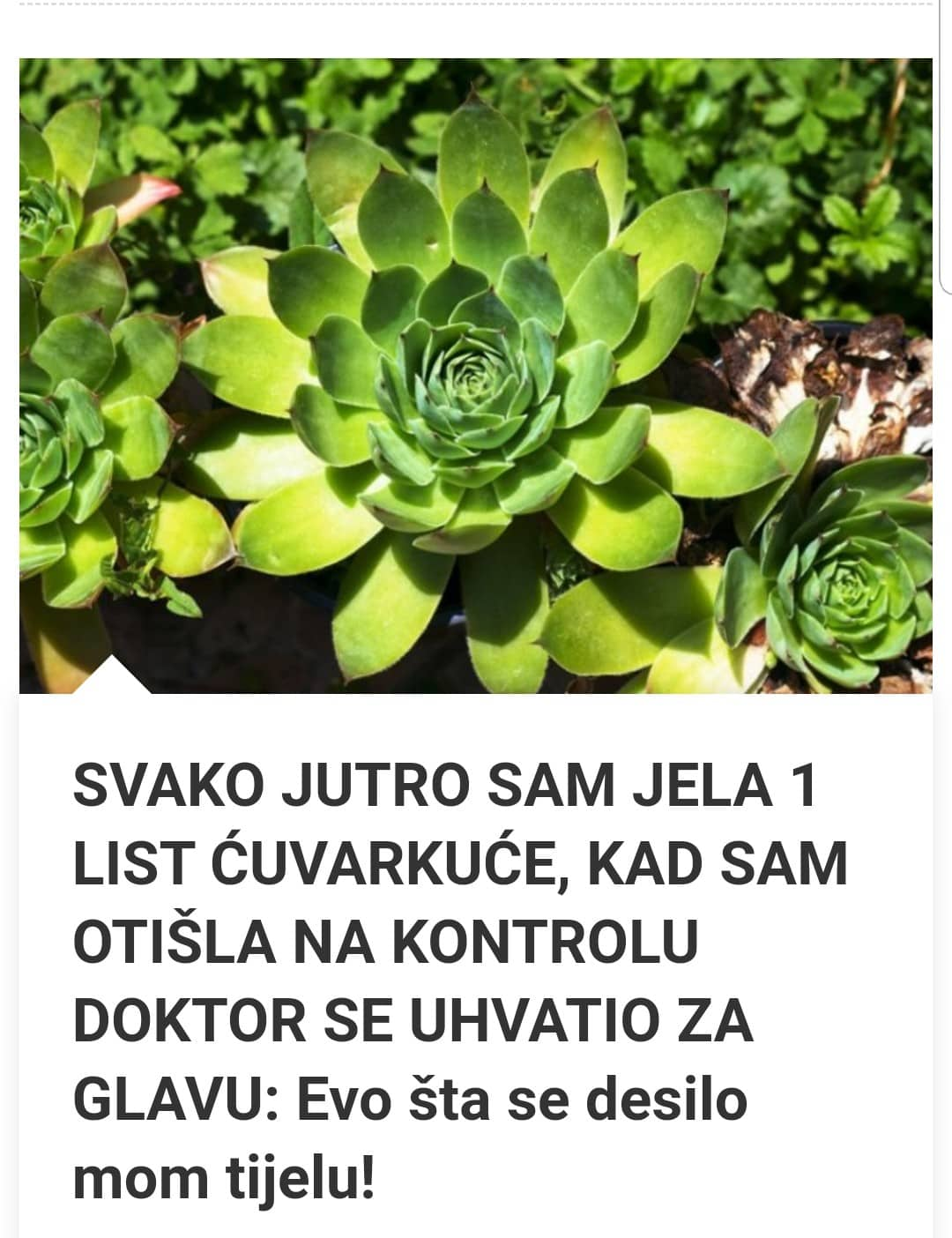 Svako jutro jela je list čuvarkuće na prazan stomak: Rezultati nakon 30 dana šokirali su čak i lekare