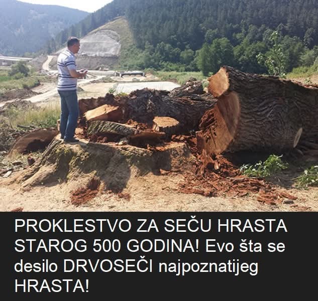 GOVORILI SU MU DA ĆE GA STIĆI PROKLESTVO ZA SEČU HRASTA STAROG 500 GODINA! Evo šta se desilo sa DRVOSEČOM najpoznatijeg HRASTA!