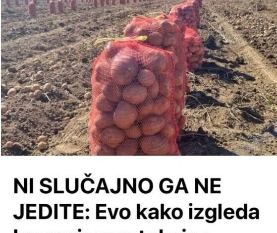 Evo kako izgleda krompir pun toksina: NI SLUČAJNO GA NE JEDITE