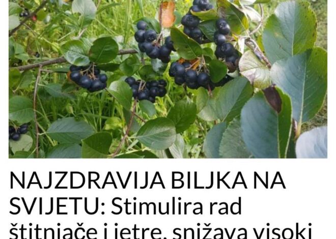 NAJZDRAVIJA BILJKA NA SVIJETU: Stimulira rad štitnjače i jetre, snižava visoki pritisak i holesterol te smanjuje rizik od raka