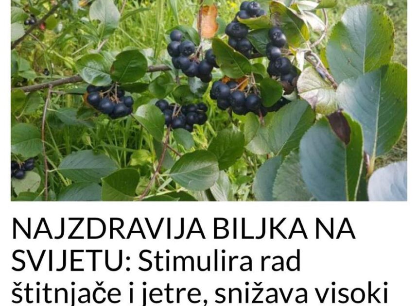 NAJZDRAVIJA BILJKA NA SVIJETU: Stimulira rad štitnjače i jetre, snižava visoki pritisak i holesterol te smanjuje rizik od raka